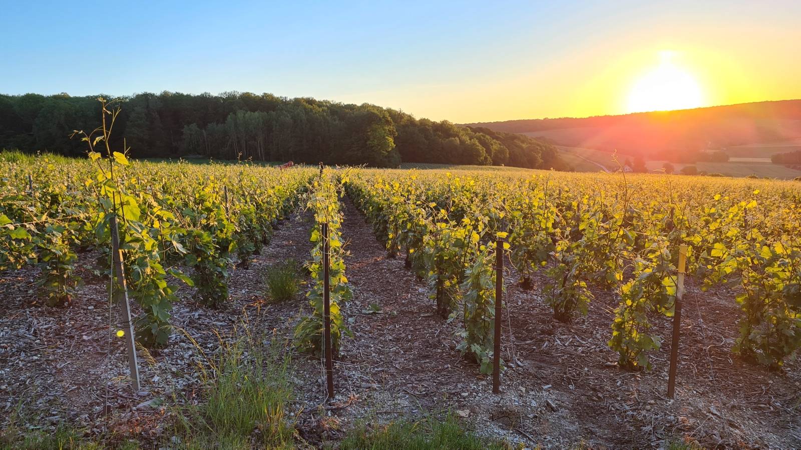 Champagne Charles Delroche