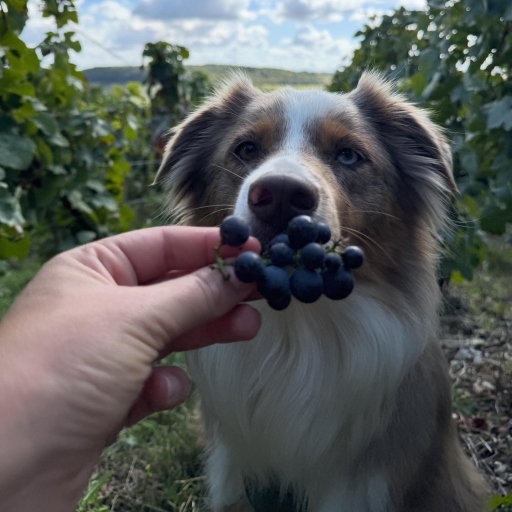 Champagne Charles Delroche - La galerie photos