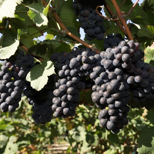Champagne Boulogne Diouy - Notre terroir