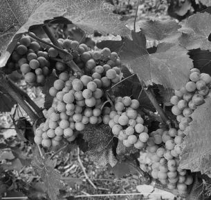Amour du terroir et de la vigne