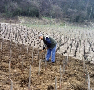 Vignerons passionnés