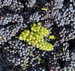 Vignerons passionnés