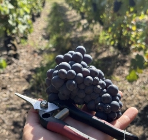 Vignerons passionnés