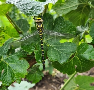 Libellule dans nos vignes