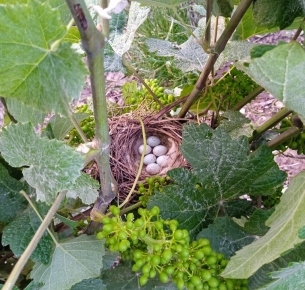 Vendanges