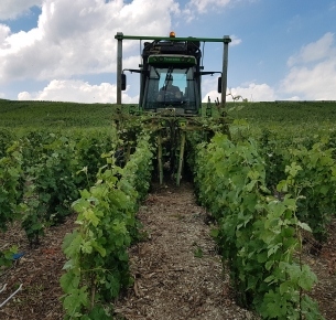 Florian au palissage avec le tracteur