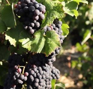 Vendanges
