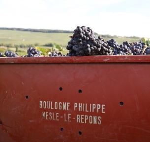 Vendanges